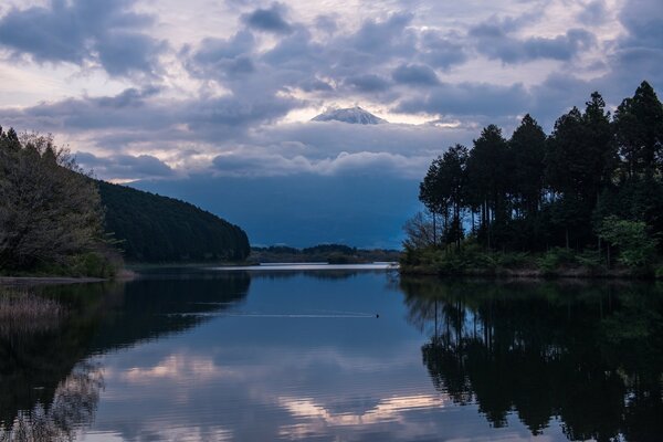 Pinos altos a orillas de un lago boscoso