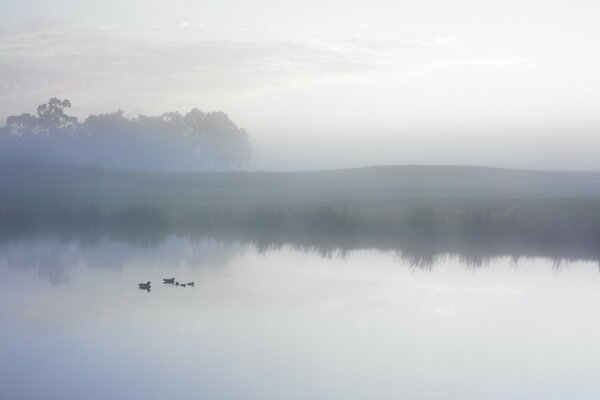 Duck family on the lake in the fog