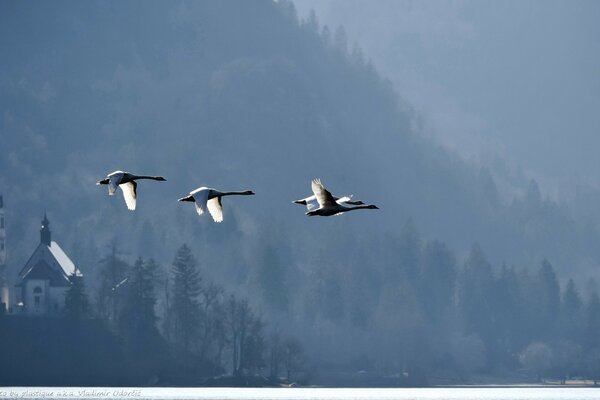 Swans flying over the lake blood by plastic aka vladimir odorcic