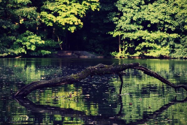 An overgrown forest pond with a snag