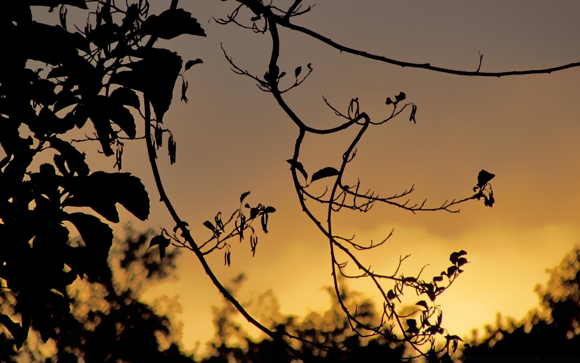 the sky bird silhouette tree crow nature landscape desktop light fall sky sunset backlit color wildlife dawn raven leaf branch