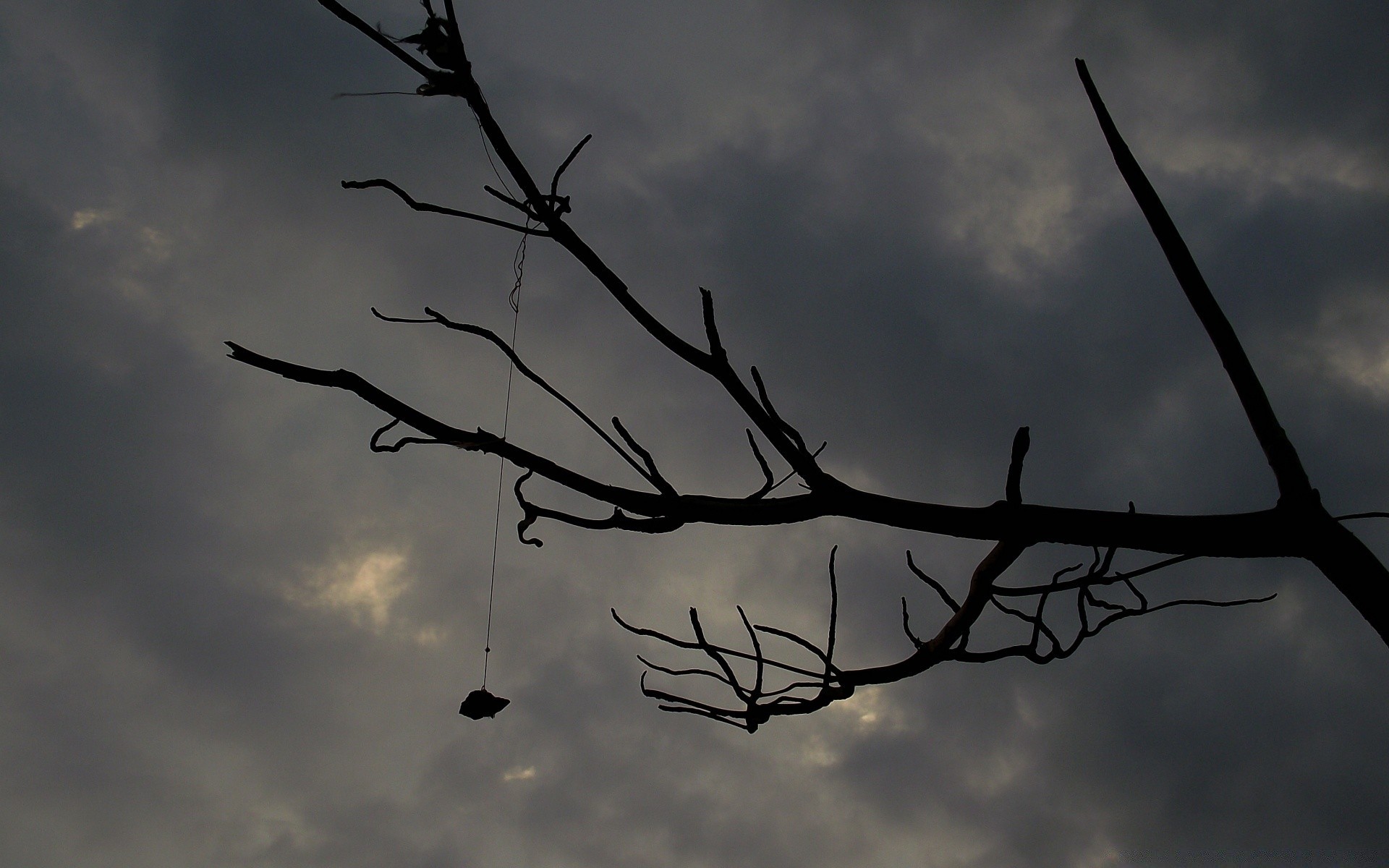 cielo cielo silhouette albero paesaggio tramonto uccello filo natura sole alba recinzione