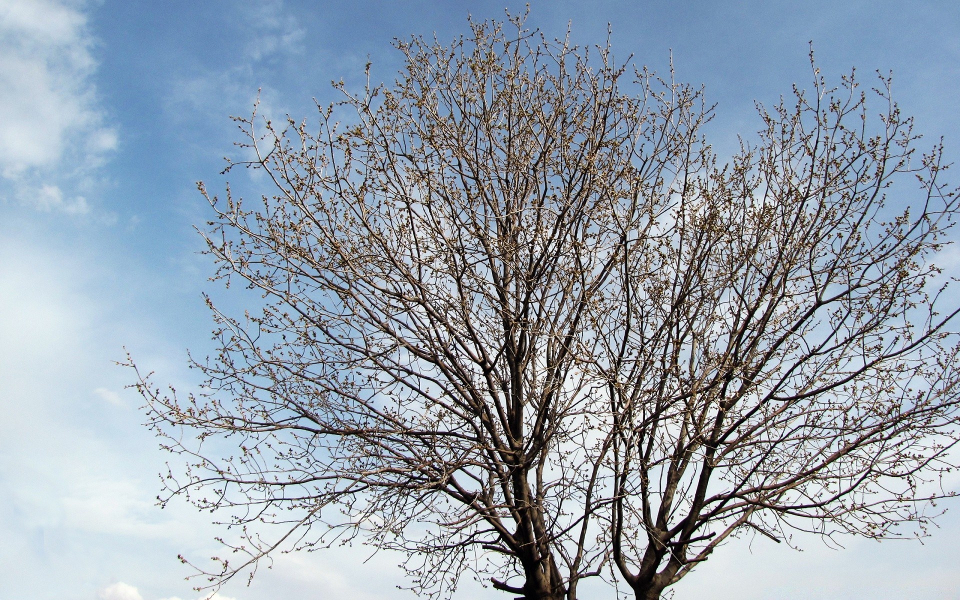 the sky tree branch nature landscape wood season winter leaf alone outdoors sky weather growth trunk fair weather environment fall bright sun