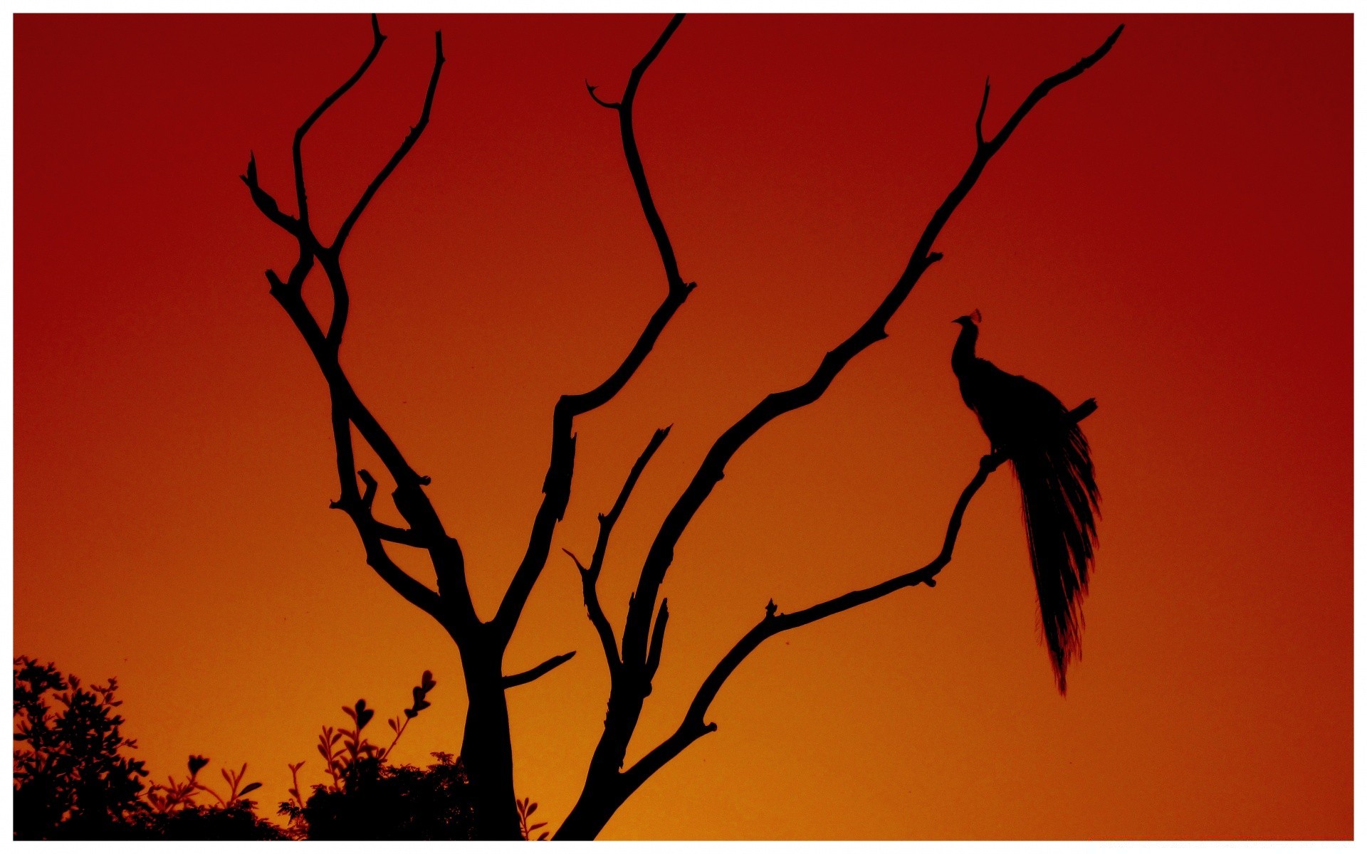 the sky silhouette sunset dawn nature tree backlit evening dusk sky landscape sun bird fall dark shadow light desktop halloween