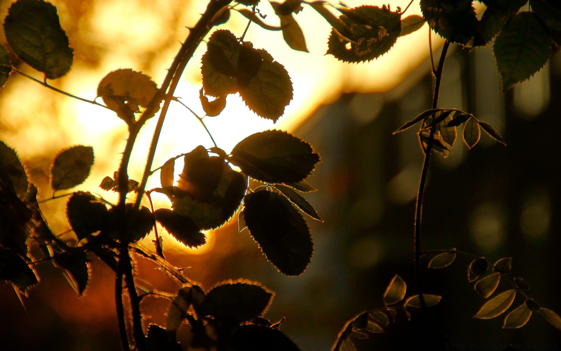 himmel natur blatt licht insekt farbe flora im freien baum