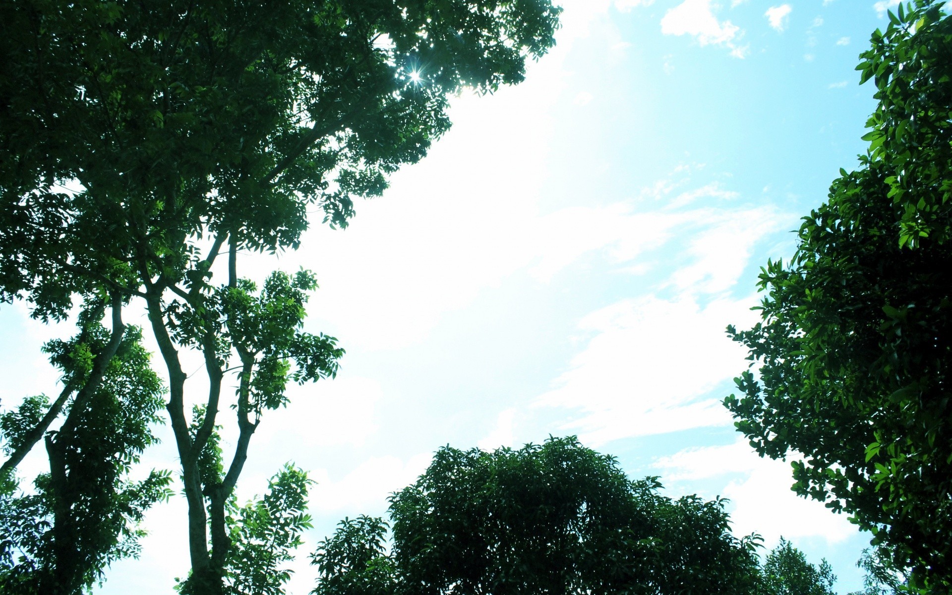 himmel baum landschaft natur blatt holz umwelt im freien park sommer gutes wetter üppig hell tageslicht filiale sonne landschaftlich himmel flora wetter