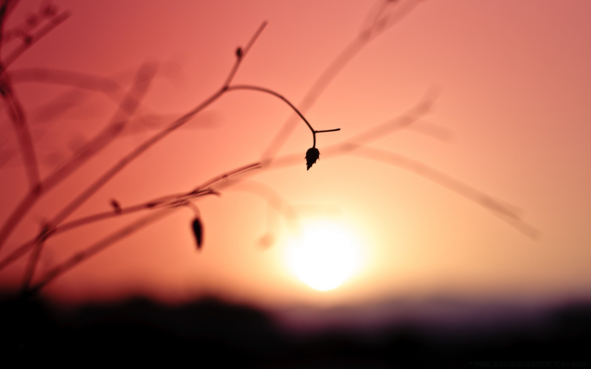 the sky spider sunset insect landscape dawn sun abstract nature light silhouette sky desktop blur