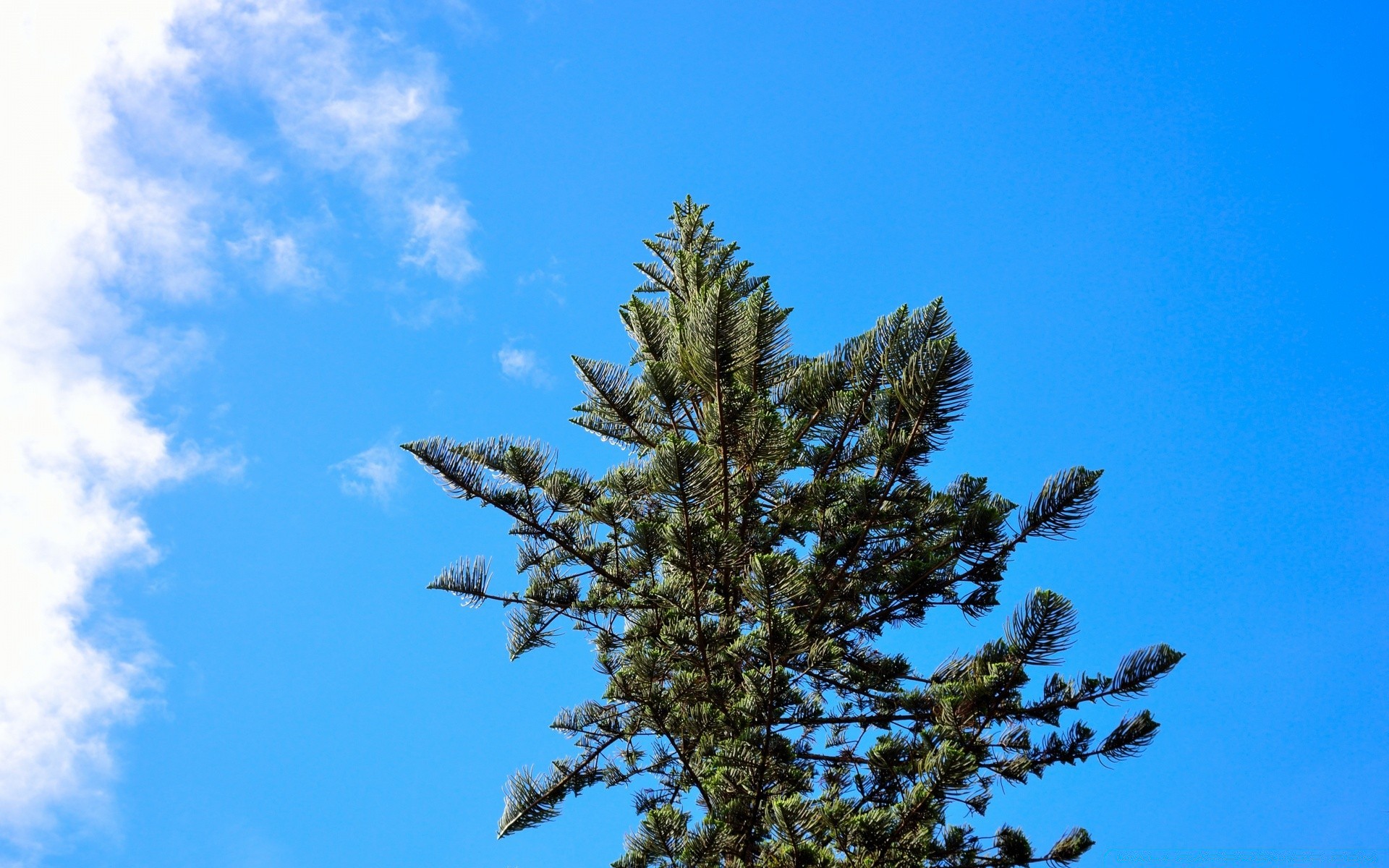 gökyüzü ağaç açık havada doğa gökyüzü iğne yapraklı ağaçlar kış şube flora yaprak evergreen gün ışığı manzara sezon masaüstü