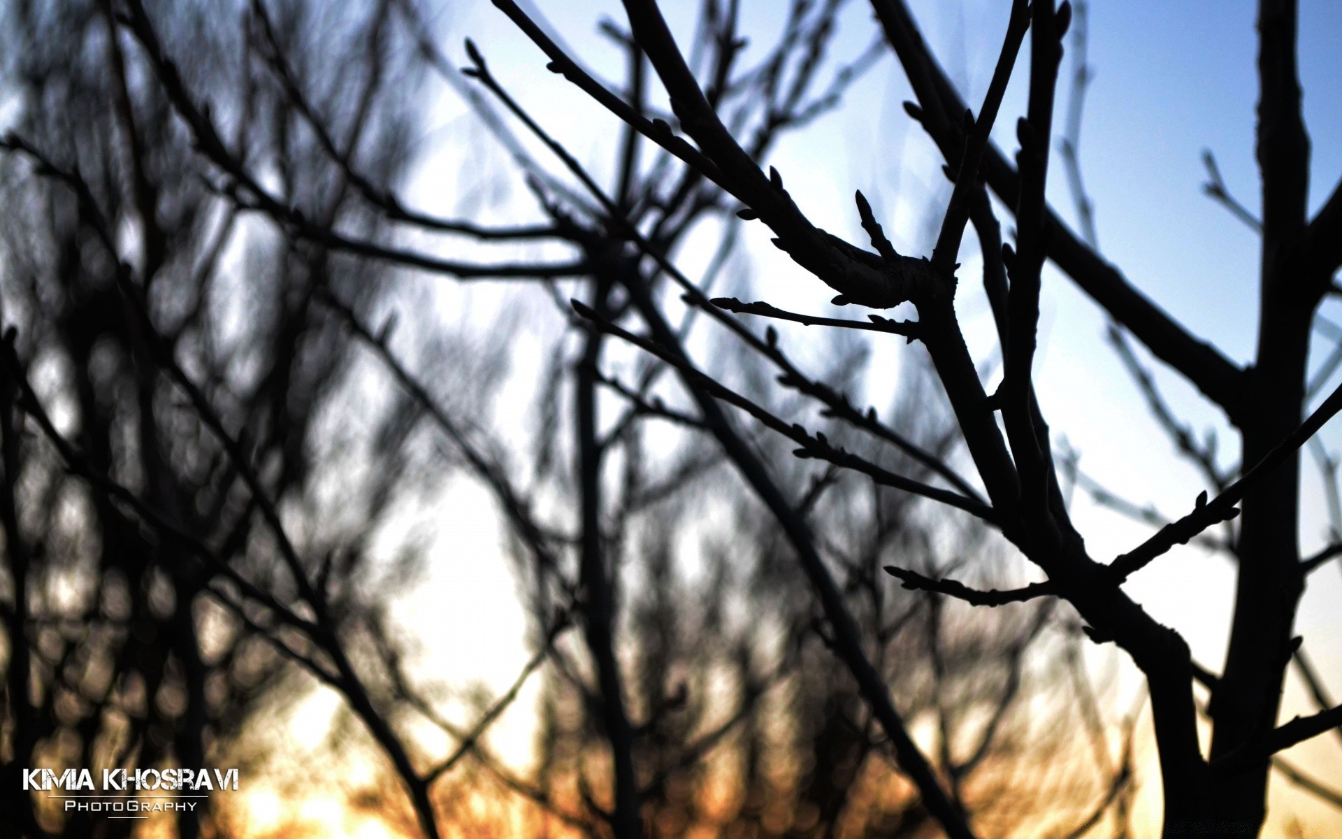 himmel baum im freien natur holz zweig winter herbst saison blatt medium vogel himmel flora schnee