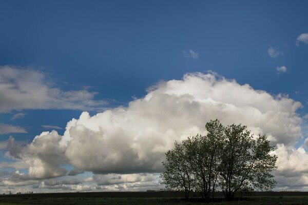 Arbre solitaire sur fond de nuages