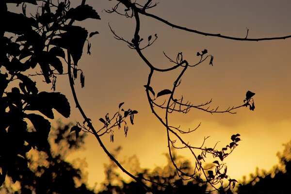 Dry tree branches at sunset