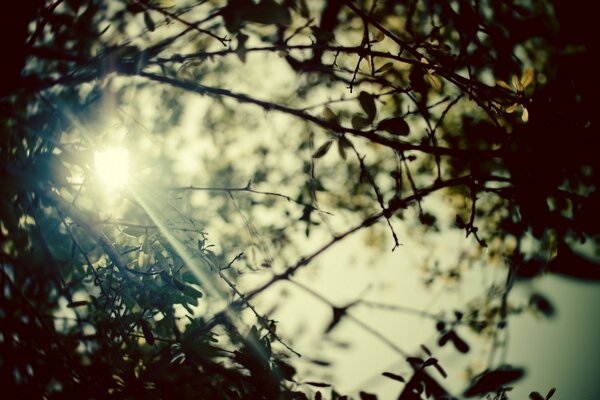 Sunlight through the foliage of trees