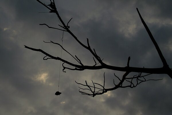 Silhouette eines Astes auf einem dunklen Wolkenhintergrund