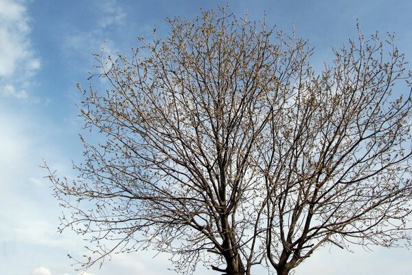 Árvore solitária na primavera contra o céu