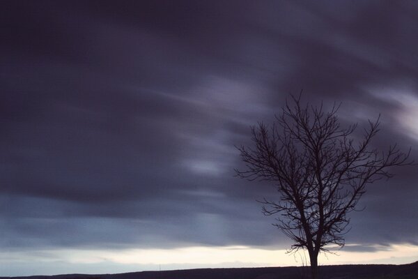 Árbol solitario y cielo oscuro