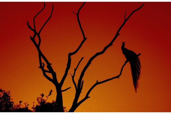 Günbatımı tavus kuşu ağacı siluet
