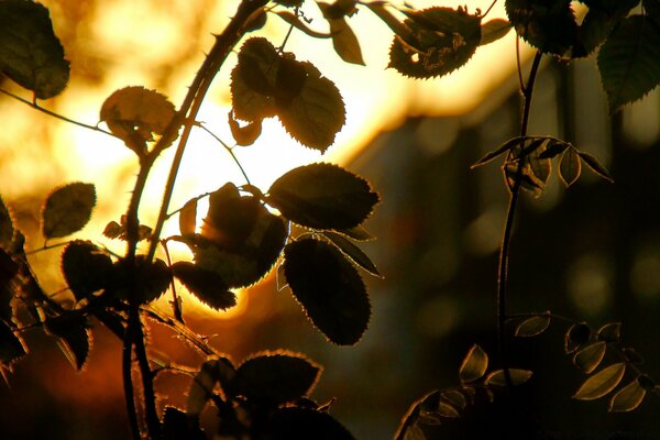 An insect on a leaf. Light. Sky