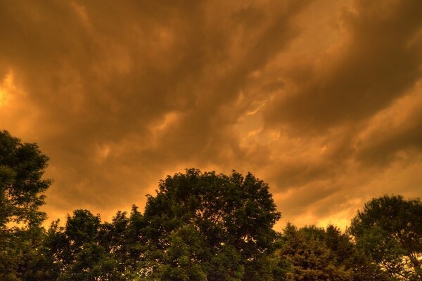 Forest sunset fire sky