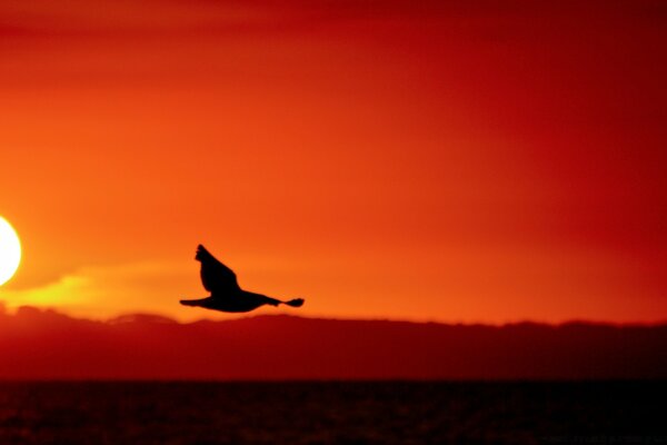 A flying bird on the background of the sun going down