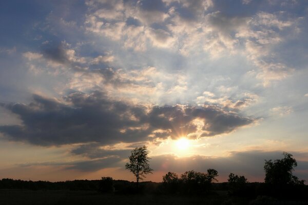 Tree sunset sky sun