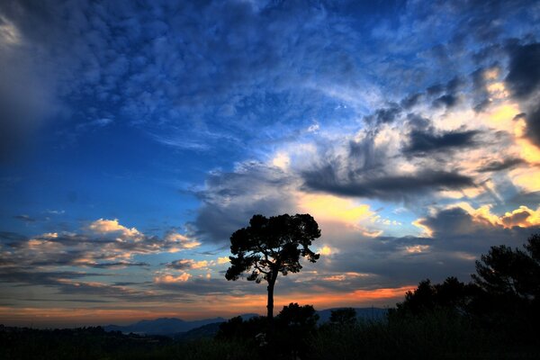 Sagoma di un albero contro il cielo