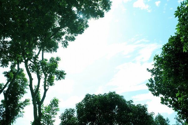 Grüne Bäume auf blauem Himmel Hintergrund