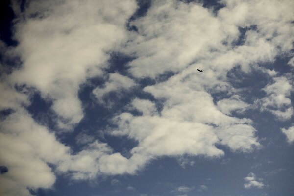 The clouds. Blue sky. A bird in the sky