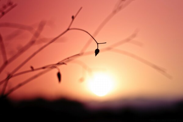 Blatt Silhouette und rosa Himmel