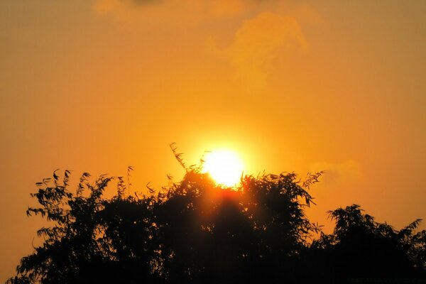 O sol ao amanhecer sobre a árvore