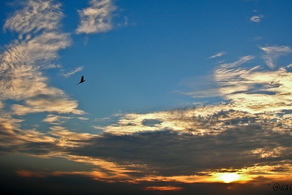 Uccello volo tramonto cielo nuvole