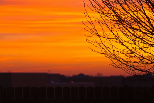 Zweige am Abend Sonnenuntergang Hintergrund