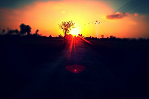 Los rayos del sol y la silueta del árbol