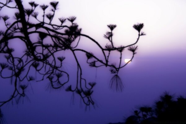 Silhouette of a fir branch against the night sky