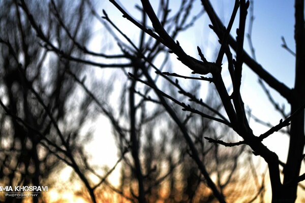 Natur Baum Plexus Zweige