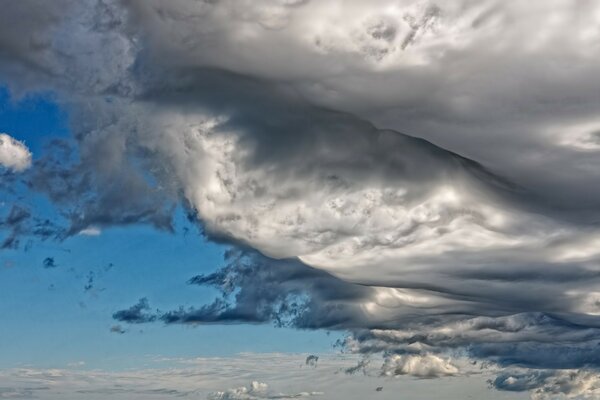 Asperatus undulatus