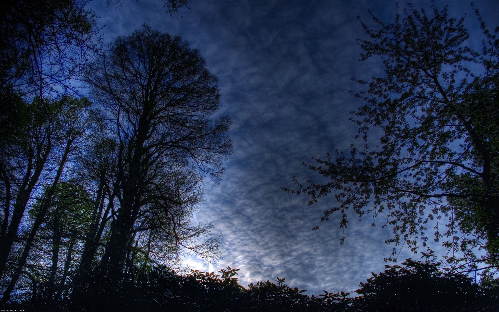 ciel arbre nature bois paysage aube automne sombre silhouette météo brouillard à l extérieur feuille branche ciel soleil lumière beau temps rétro-éclairé moody