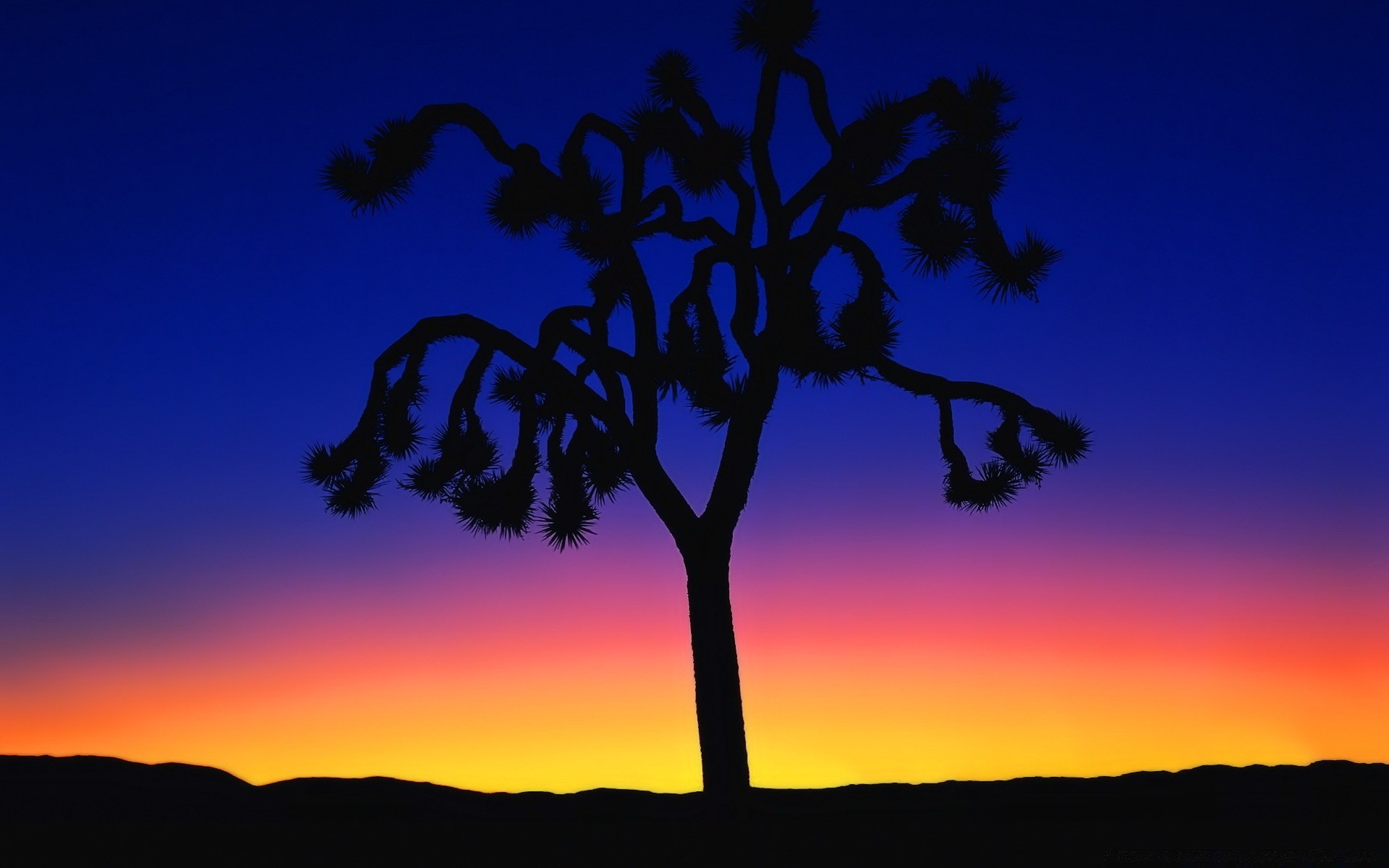 the sky silhouette tree sunset sky dawn outdoors nature sun evening backlit dusk landscape