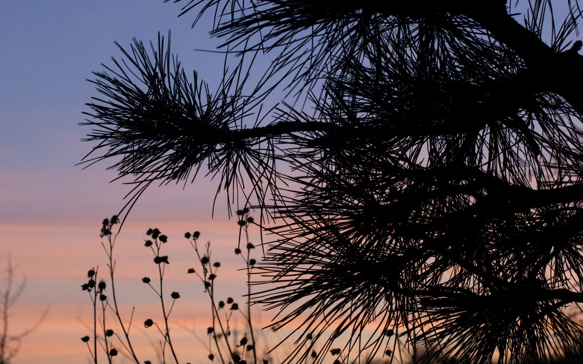 himmel baum landschaft natur nadelbaum kiefer im freien himmel nadeln evergreen park zweig flora dämmerung desktop farbe winter