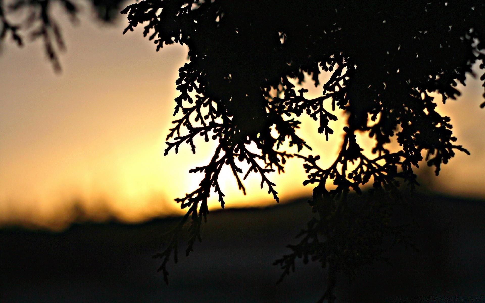 ciel silhouette coucher de soleil arbre rétro-éclairé aube soleil nature soir paysage lumière ciel à l extérieur crépuscule beau temps branche feuille bois lune