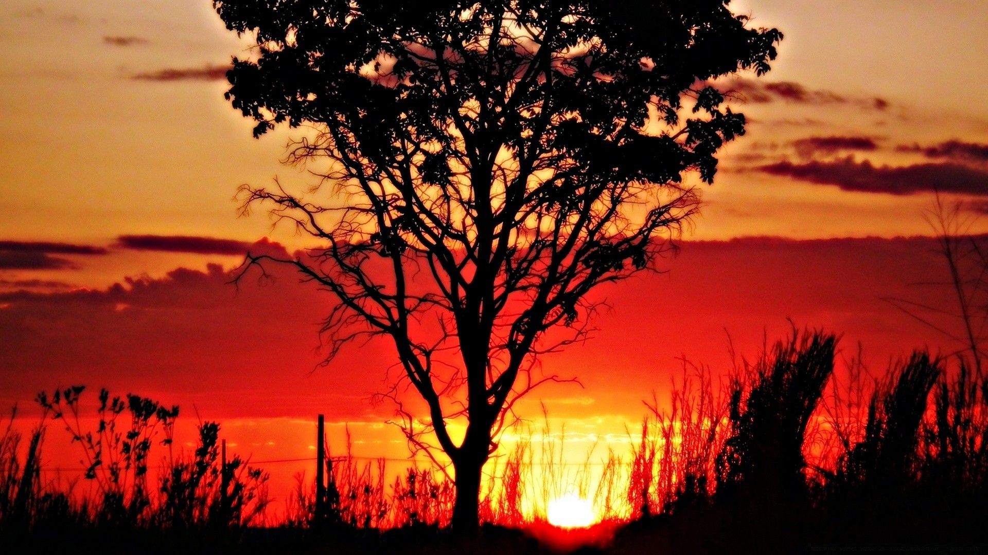 ciel coucher de soleil aube rétro-éclairé soir arbre silhouette soleil crépuscule paysage à l extérieur nature beau temps ciel