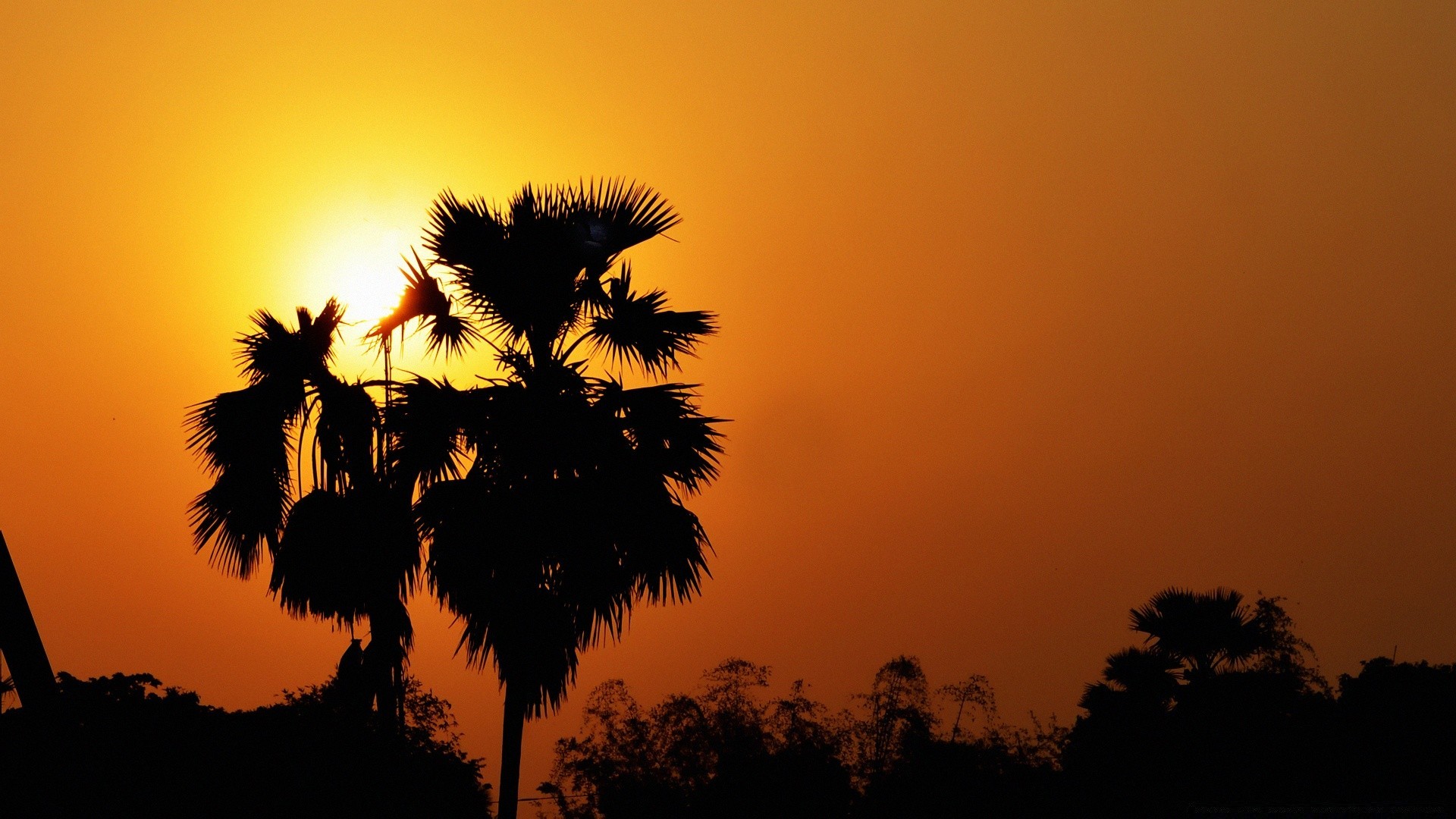 cielo tramonto sole albero illuminato silhouette spiaggia alba sera crepuscolo cielo natura all aperto tropicale bel tempo