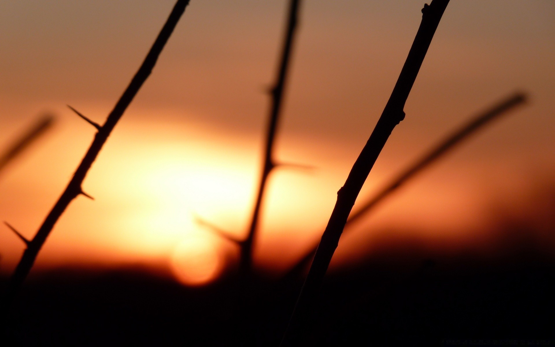 the sky sunset dawn barbed wire monochrome backlit sun nature silhouette insect landscape sky light dof wire blur winter fence dusk