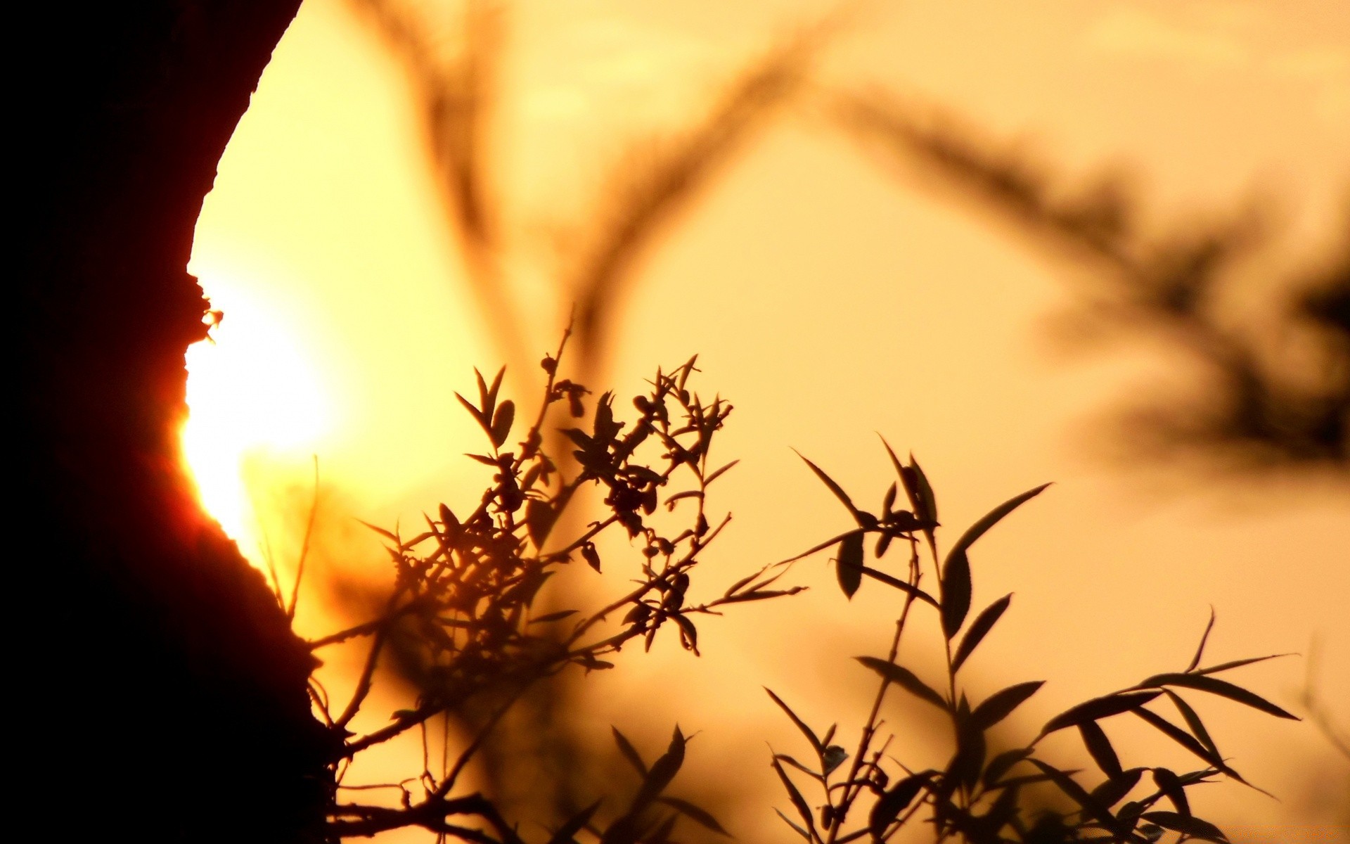 cielo tramonto silhouette illuminato natura sole alba sfocatura all aperto luce secco albero crepuscolo estate sera