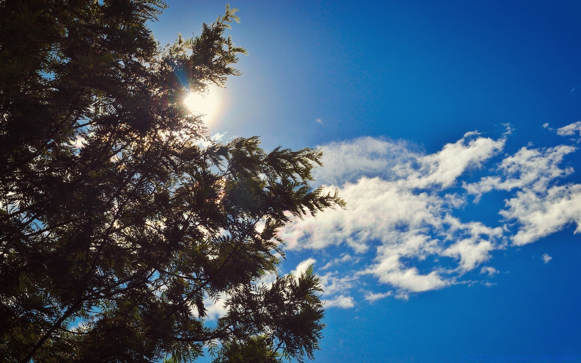 céu árvore ao ar livre céu natureza paisagem bom tempo sol luz do dia inverno coníferas brilhante evergreen luz