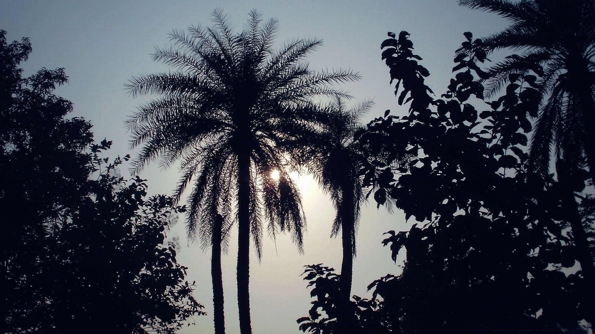 the sky tree palm beach tropical sun backlit outdoors nature silhouette seashore travel