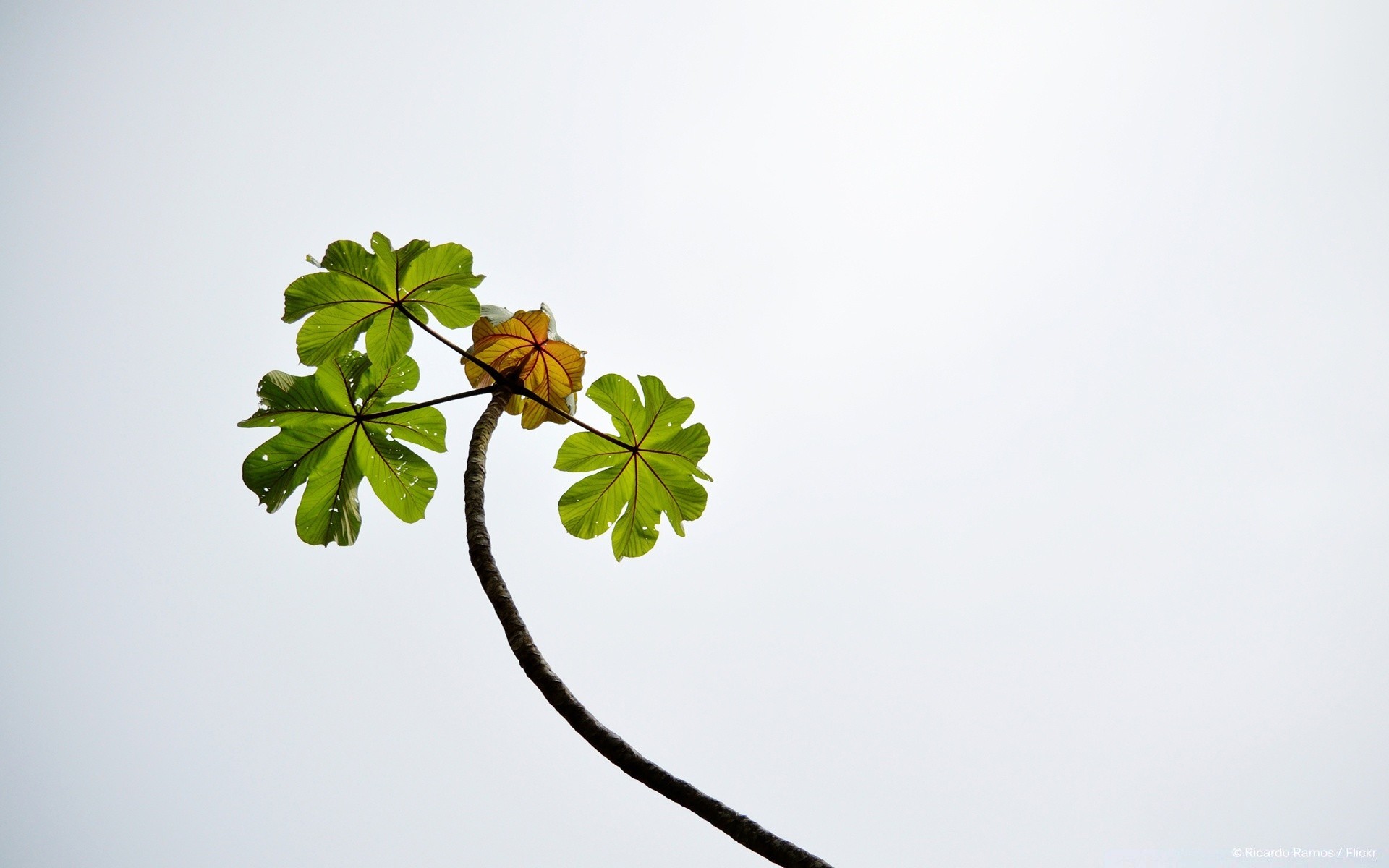 cielo hoja naturaleza flora árbol flor desenfoque verano luz del día crecimiento al aire libre jardín escritorio