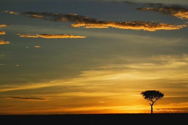 A lonely tree in the sunset