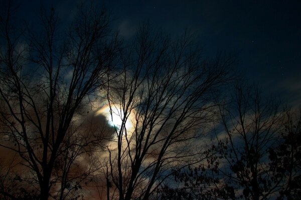 Trees against the morning sky