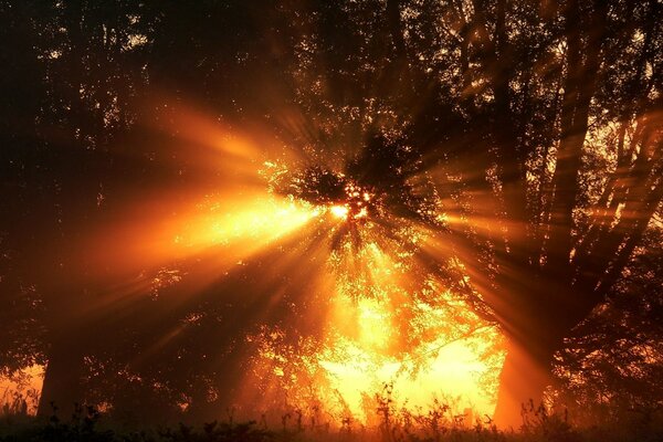 Los rayos del sol se abren paso a través de la espesa corona del árbol