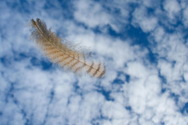 Oiseau sur fond de nuages